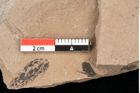 Foto (Detailansicht) von Betula dryadum Brongniart (NHMW-GEO-2024-0188-0722)